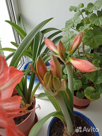 Гиппиаструм