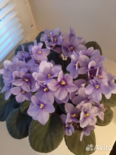 Комнатные растения большая активно цветущая фиалка