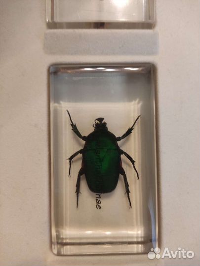 Насекомые в стекле