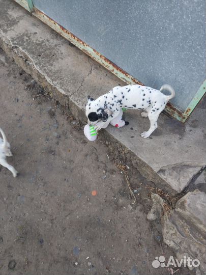 Щенки долматинца