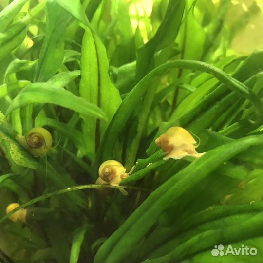 Улитки ампулярии