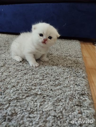 Шотландские котята.Девочки