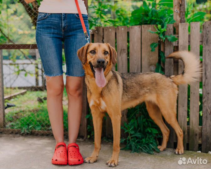 Собака в добрые руки