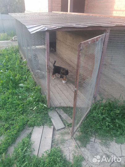 Отдаём щенков. Помесь немецкой овчарки