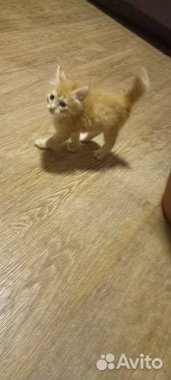 Отдам котенка в добрые руки, к лотку приучен