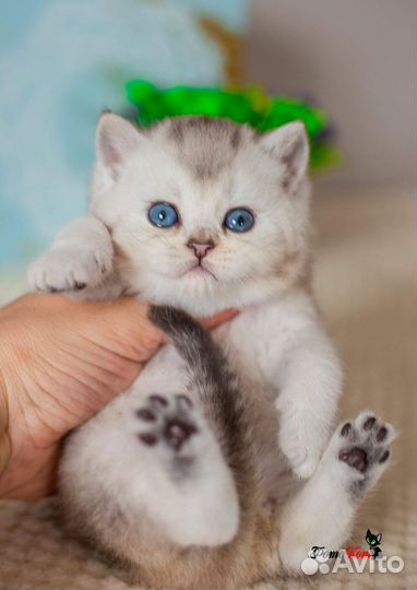 Британский миленький котик