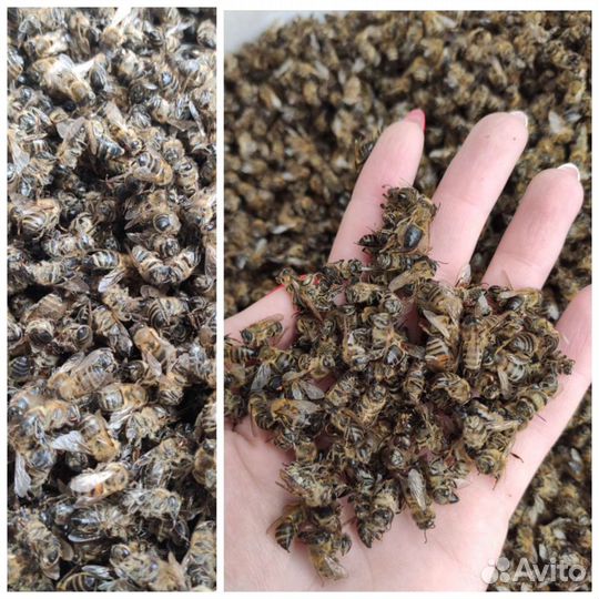 Подмор пчелиный сухой