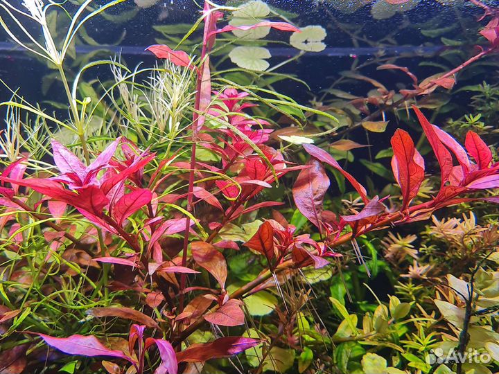 Аквариумные растения, прополка с травника