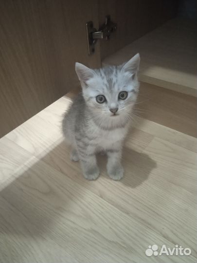 Котята в добрые руки бесплатно