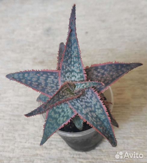 Суккуленты