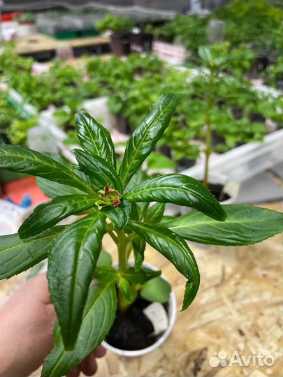 Бальзамин Том Самб Скарлет