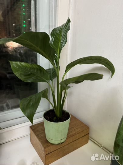 Спатифиллум женское счастье