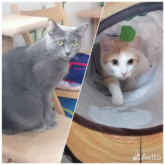 Отдам в добрые руки кошку или кота