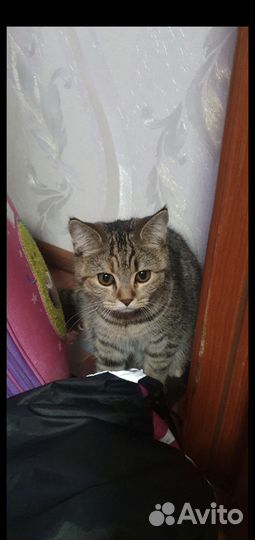 Кошечка в хорошие и добрые руки
