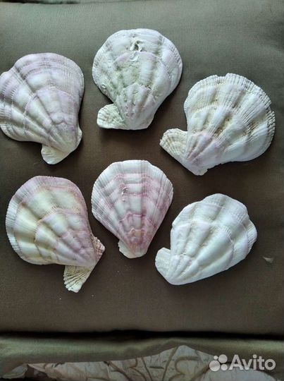Ракушки с Японского моря