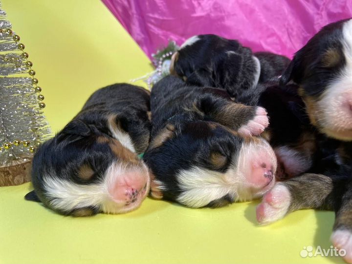 Бернский зенненхунд