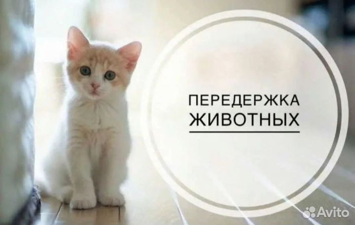 Передержка кошек