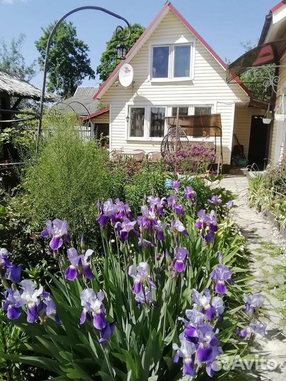 Цветы многолетние