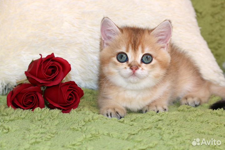Котятк золотые британские шиншиллы