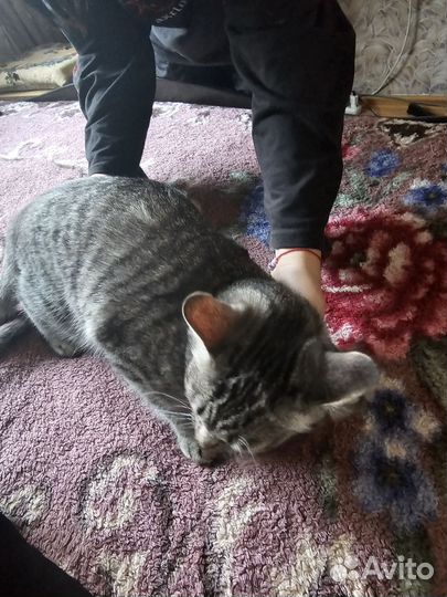 Кошки в добрые руки бесплатно