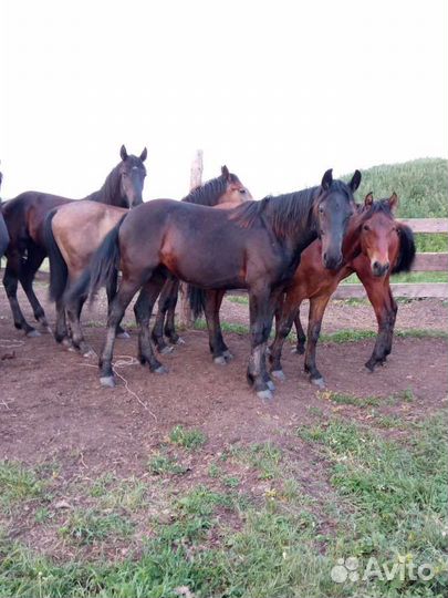 Лошади жеребец