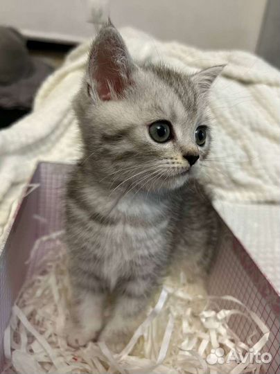 Британская короткошерстная кошка