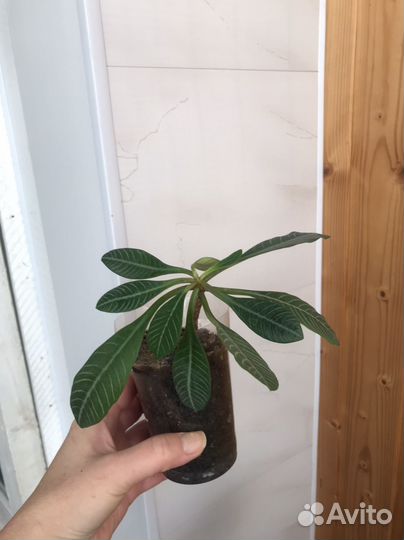 Комнатные растения