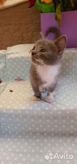 Котенок мальчик в добрые руки