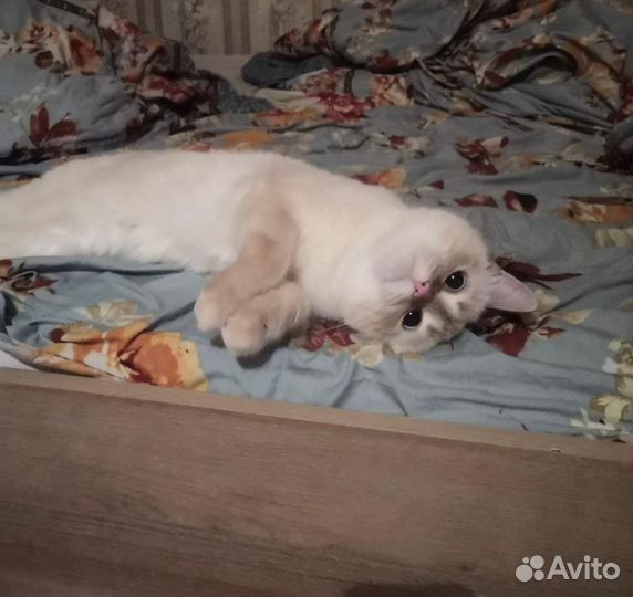 Отдам кошечку красавицу