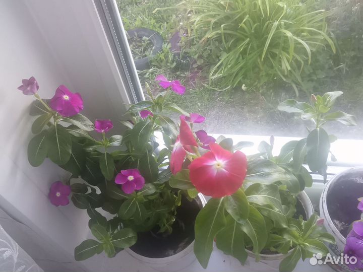 Домашние цветы