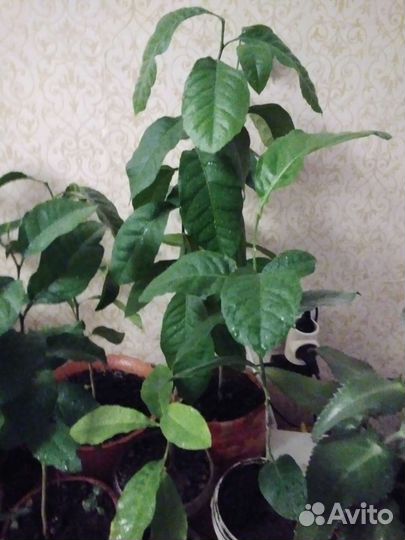 Лимонное дерево