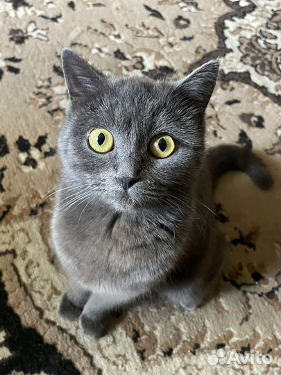 Кошка в добрые руки