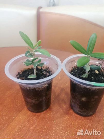 Оливковое дерево