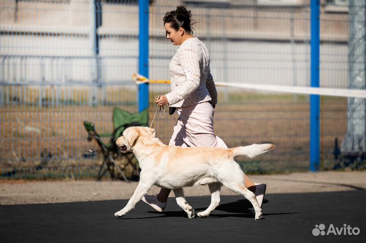 Вязка. Лабрадор
