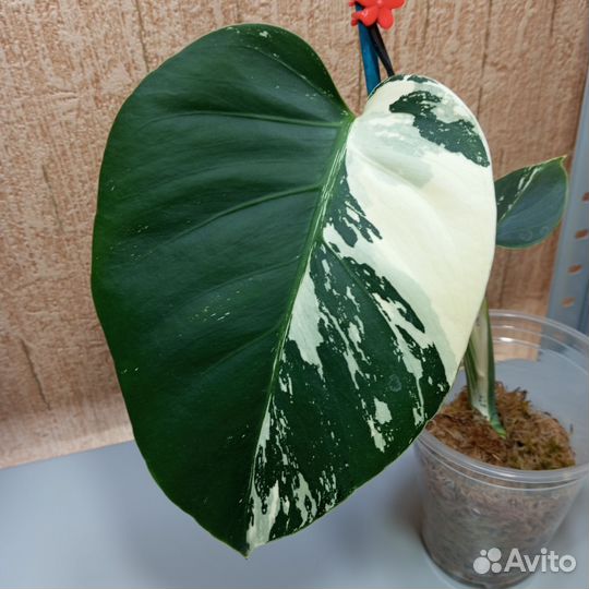 Монстера минт