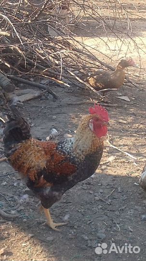 Молодые петухи