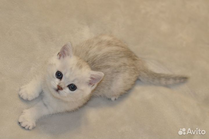 Британские котята
