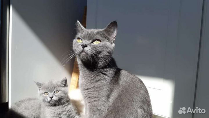 Шотландская кошечка