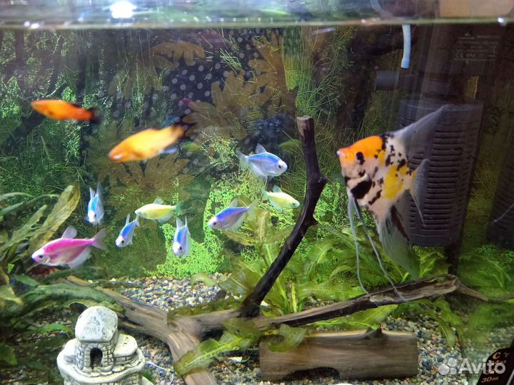 Аквариум