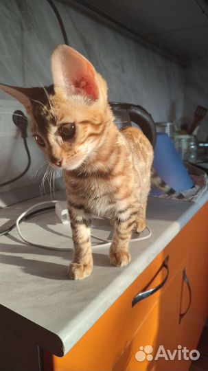 Бенгальская кошка