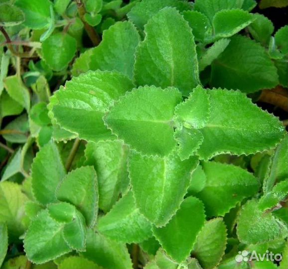 Плектрантус