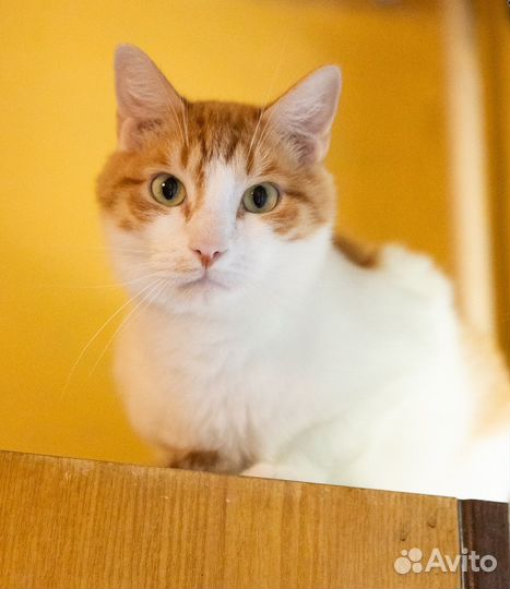 Грустный котик ищет дом