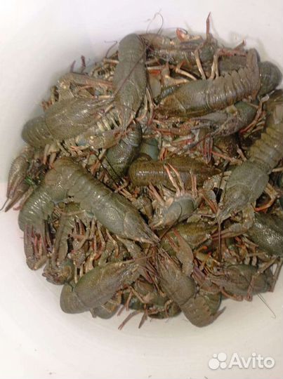 Рак Дон (дон,сал, маныч), Рыба вяленая