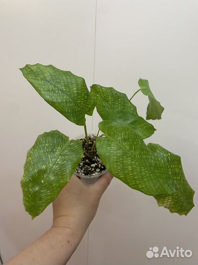 Калатея нетворк