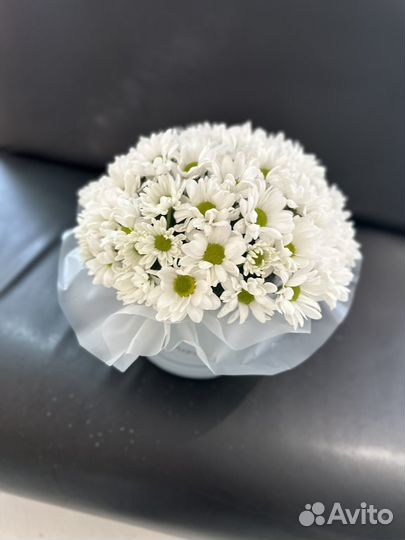 Хризантема