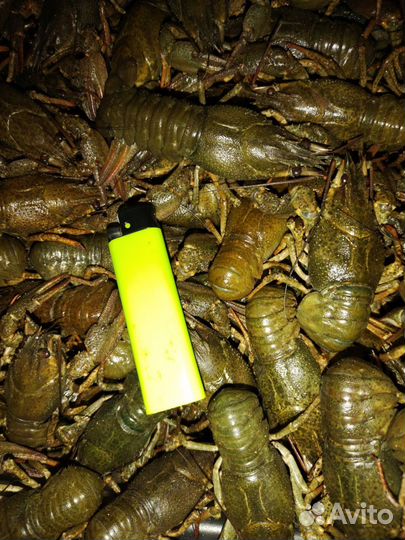 Раки мелкие(семечки)