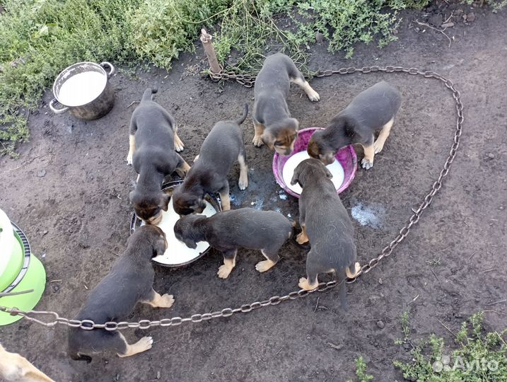 Собаки щенки бесплатно