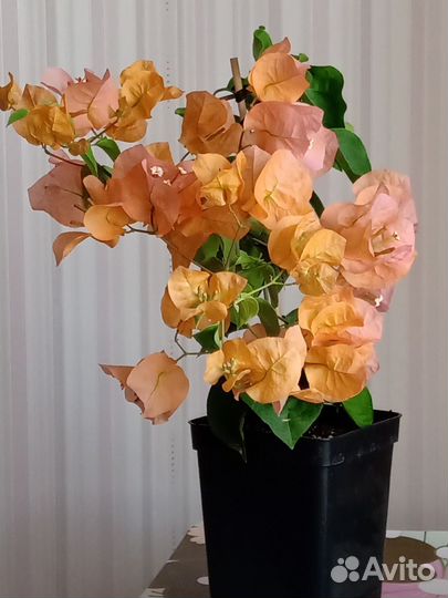 Бугенвиллеи