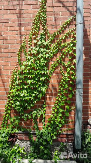 Девичий виноград Вичи