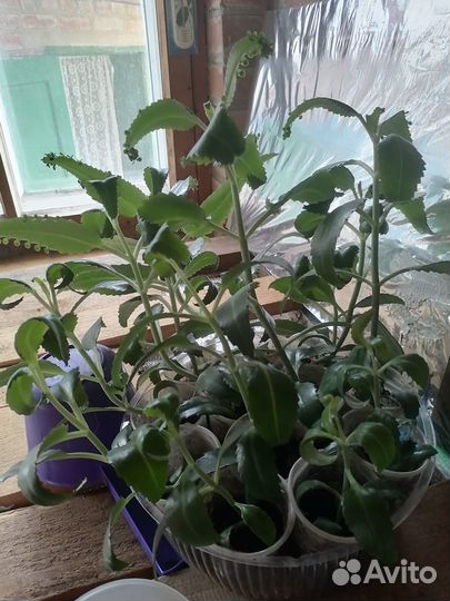 Продам каланхоэ